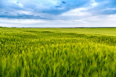 绿色的田野的小麦图片