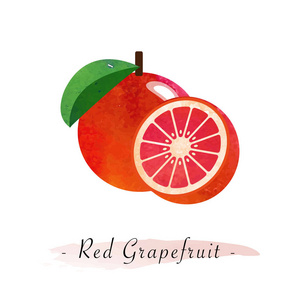 多彩的水彩纹理矢量健康果红色葡萄柚