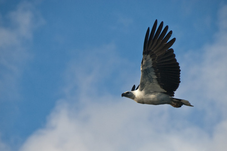 在惠特森达群岛的鹰图片