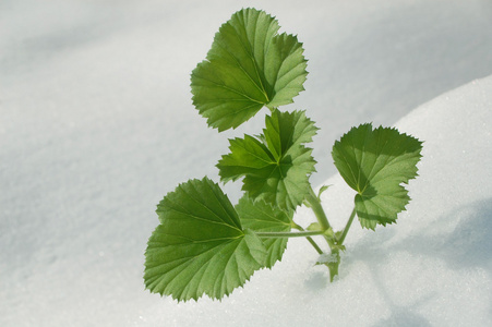 白雪中的绿色植物图片