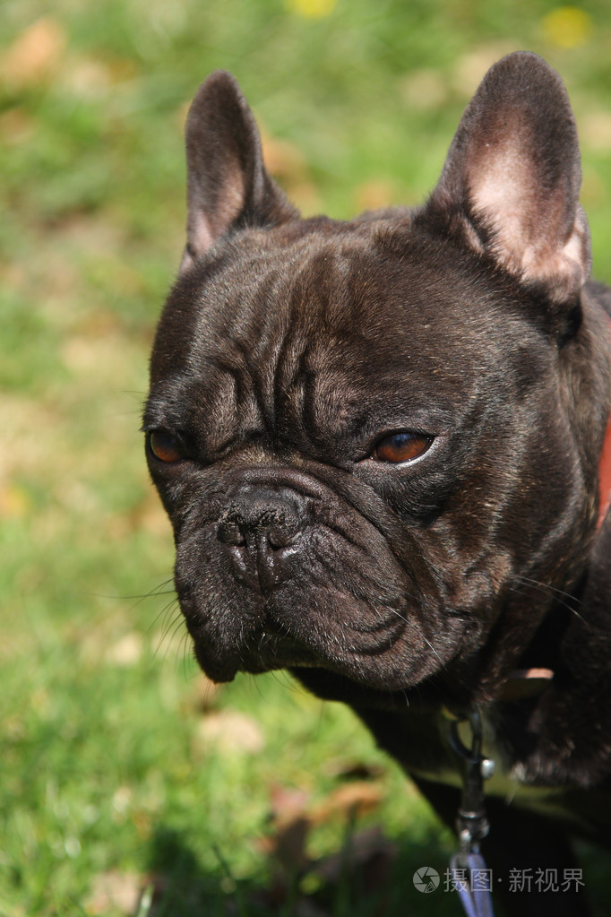 法国斗牛犬法国老虎犬