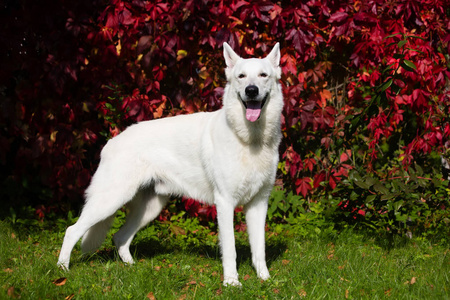 白色瑞士牧羊犬