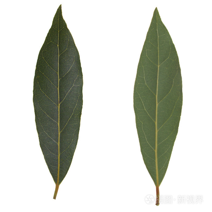 月桂树树香叶孤立照片 正版商用图片00l0f7 摄图新视界 月桂树树香叶孤立照片 正版商用图片00l0f7 摄图新视界