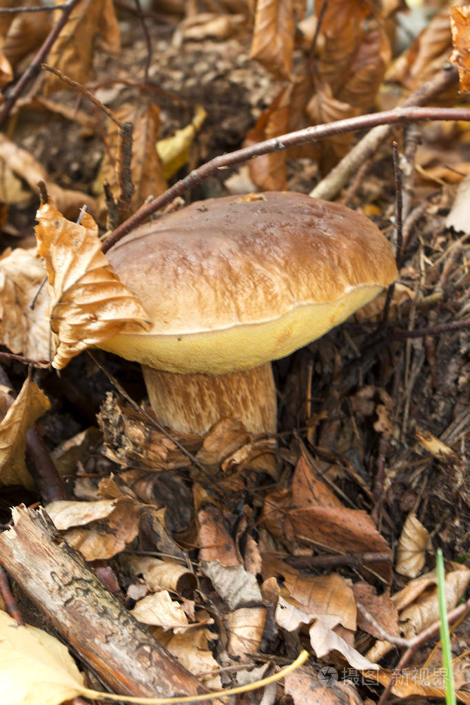 秋季食用蘑菇在树林里