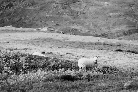 挪威羊山背景图片