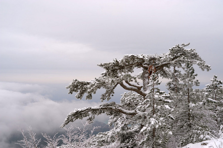 雪中的克里米亚松