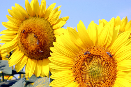 向日葵，葵花 sunflower的名词复数 