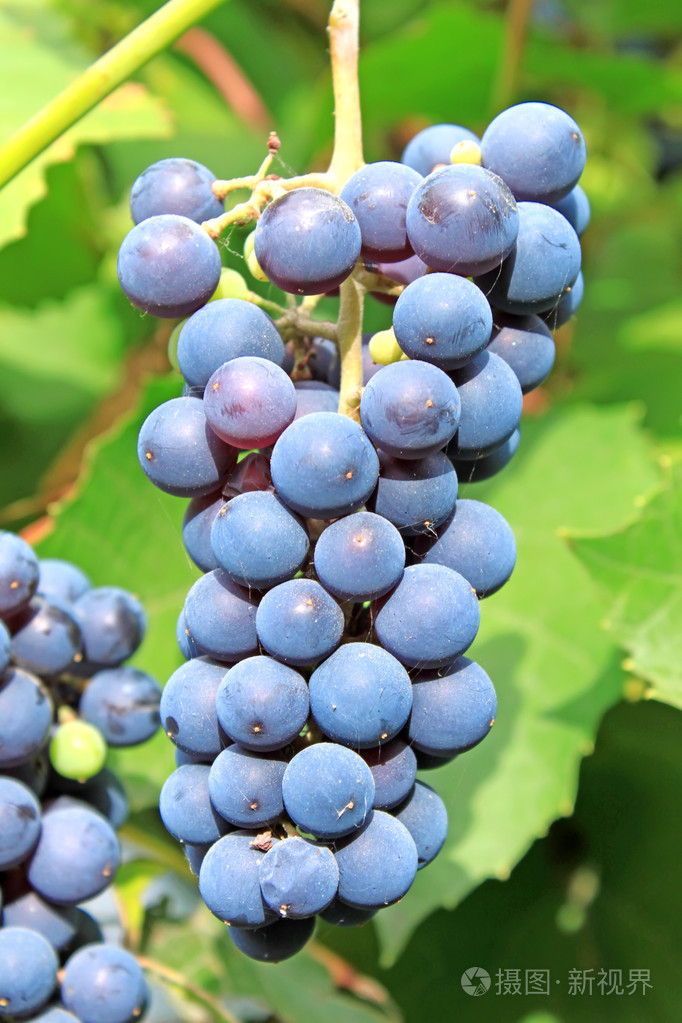 麝香葡萄