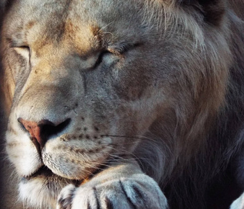 阿特拉斯狮子图片