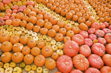 南瓜 pumpkin的名词复数  南瓜的果肉，南瓜囊