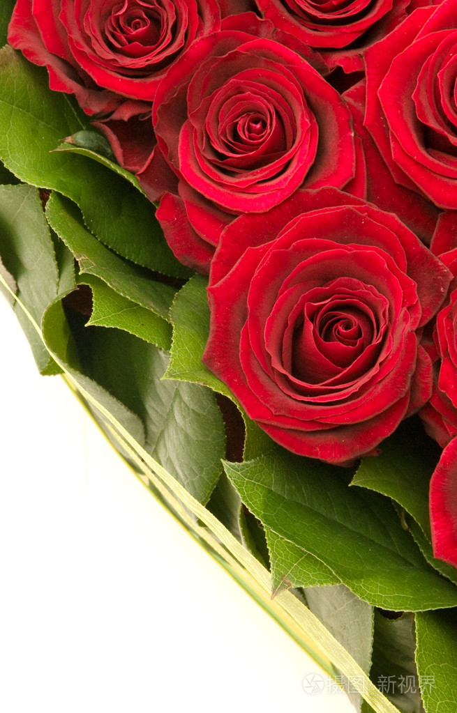 玫瑰rose的名词复数粉红色蔷薇花粉红色的葡萄酒