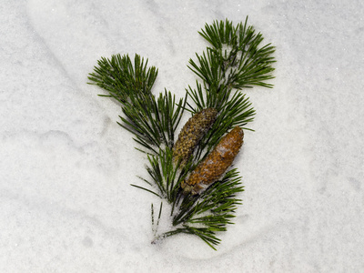 绿松枝埋在雪中