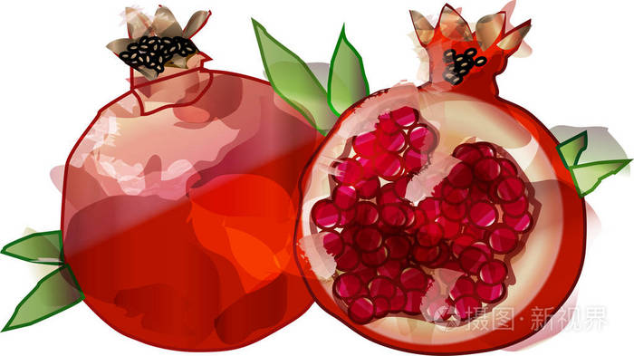 石榴水彩.矢量图