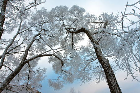 白雪覆盖了天空中的树枝