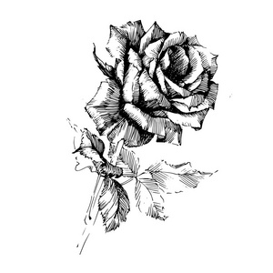 玫瑰墨迹绘图花