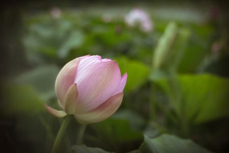 莲花芽, 在池塘大叶模糊背景的美容树