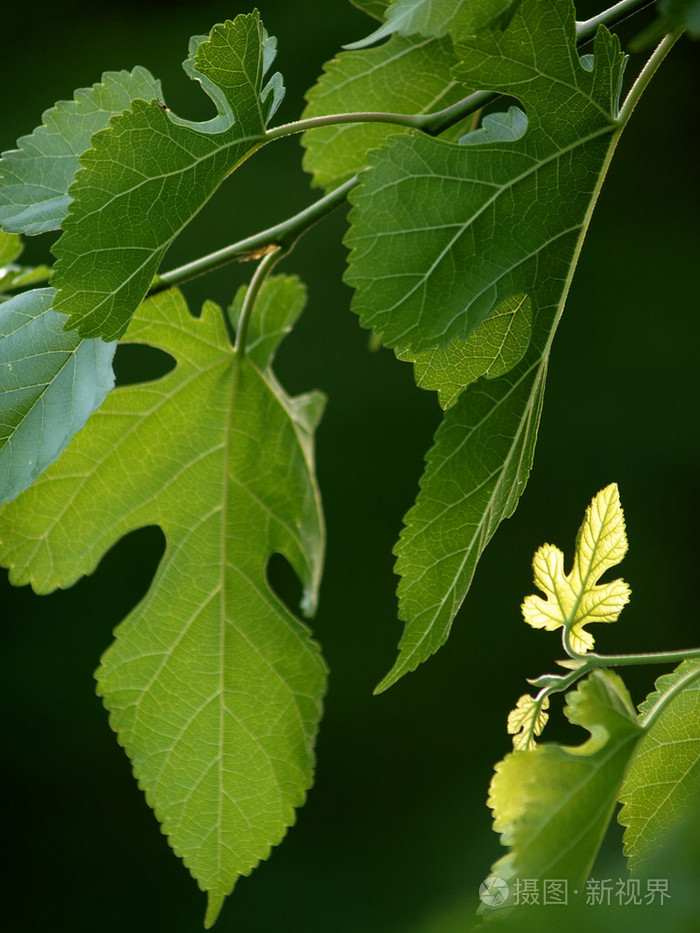 黑桑树新叶子