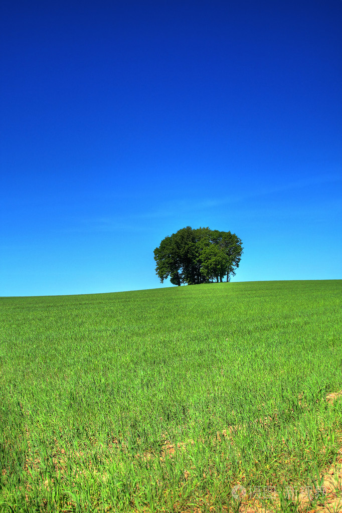 绿草地和一堆树