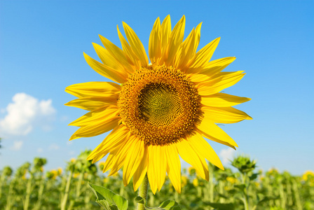 向日葵，葵花 sunflower的名词复数 