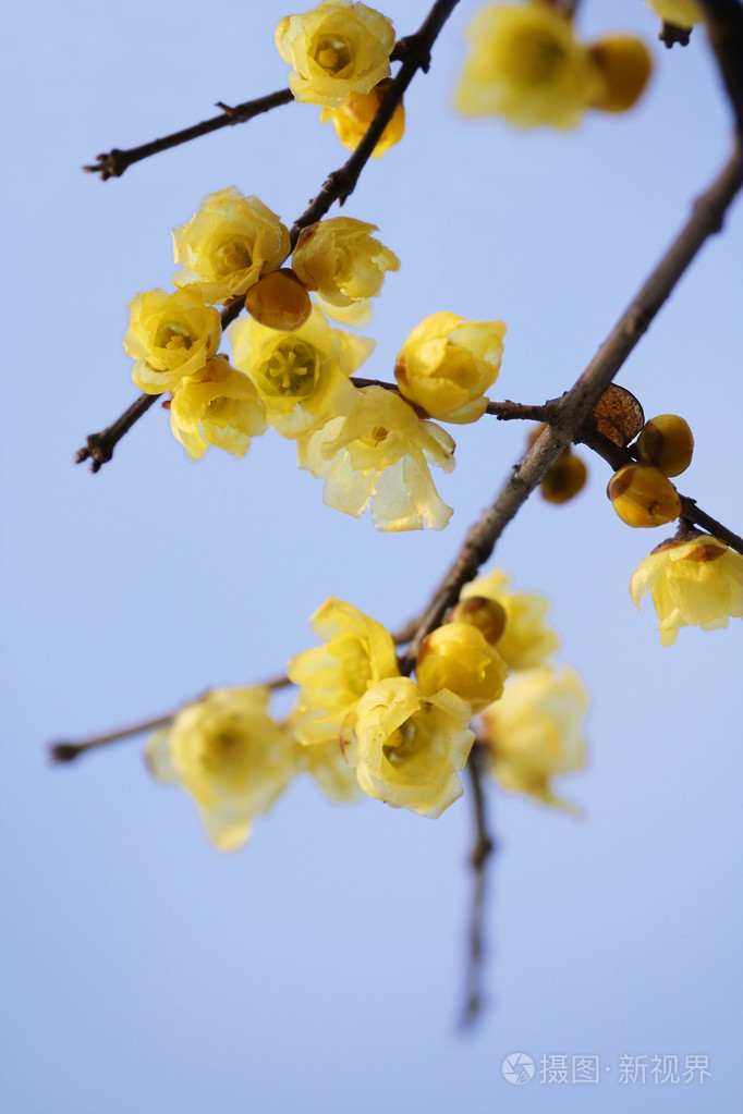 梅花照片大全大图真实图片