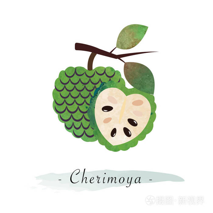 多彩的水彩纹理矢量健康的水果番荔枝插画-正版商用图片00lkes-摄图新