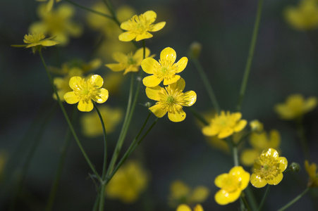 野黄春花