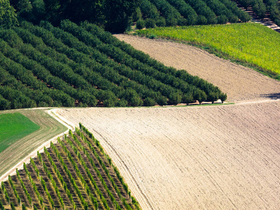 秋天的皮埃蒙特的 Langhe 葡萄园