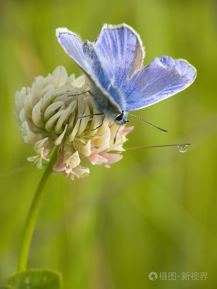 蝴蝶蝶泳轻浮的人游手好闲的人