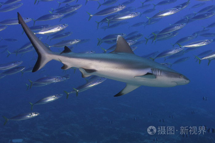 灰色鲨鱼颌骨准备攻击水下关闭了肖像