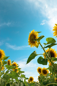 向日葵，葵花 sunflower的名词复数 