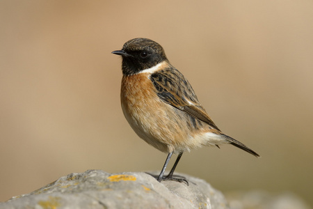 stonechat，该岩黄连