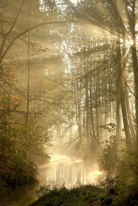 飘渺的秋林中的河流图片