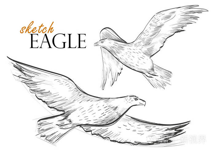 手绘草图的飞鹰插画-正版商用图片00lpff-摄图新视界
