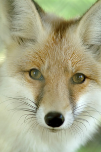 狐 狐狸 狡猾的人 狐皮图片