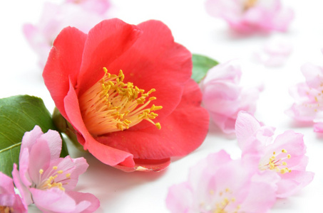 油茶和粉红色的花朵