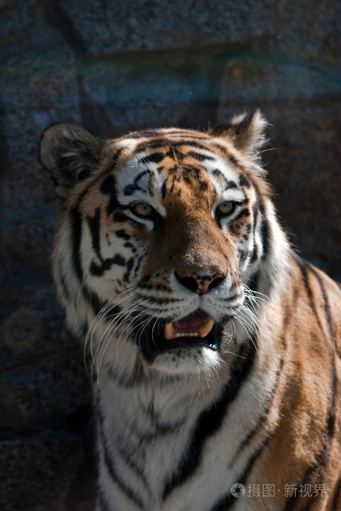 老虎各种猫科动物凶恶的人虎狼之徒