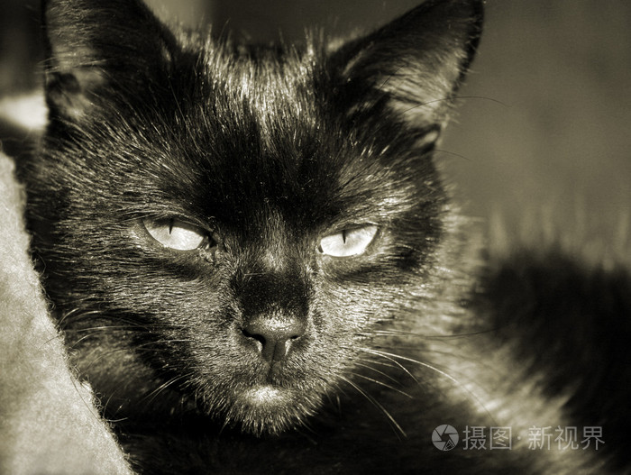 猫猫科动物狠毒的女人爵士乐爱好者