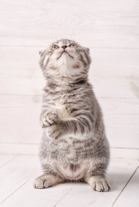 灰色条纹的小猫坐在后腿上, 苏格兰折耳猫查找照片