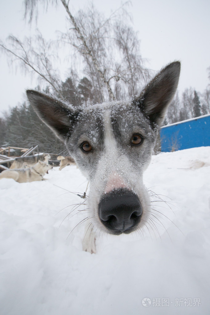 狗与湿的大黑鼻子冬天浅景深