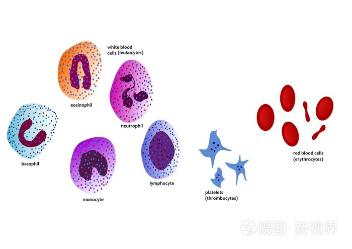 血细胞绘画图图片