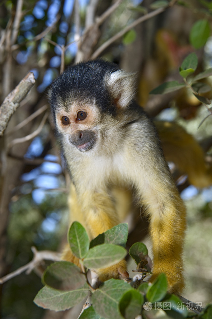 squirrel monkey