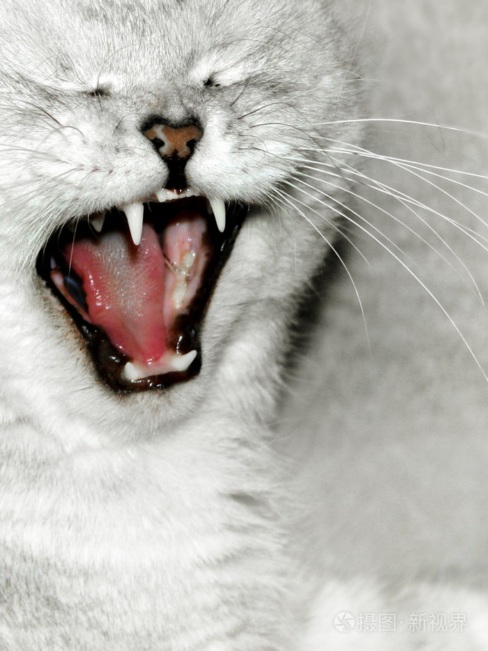 猫猫科动物狠毒的女人爵士乐爱好者