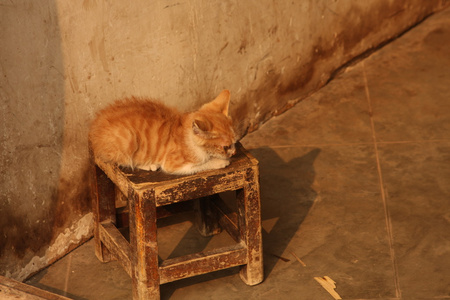 猫 猫科动物 狠毒的女人 爵士乐爱好者