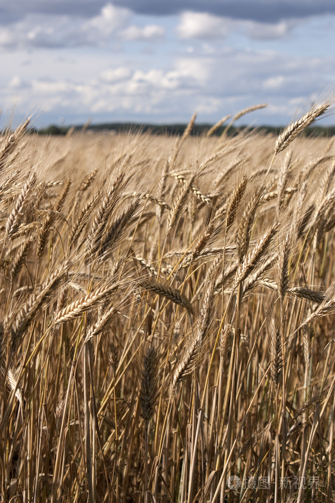 小麦地照片-正版商用图片00m3ca-摄图新视界