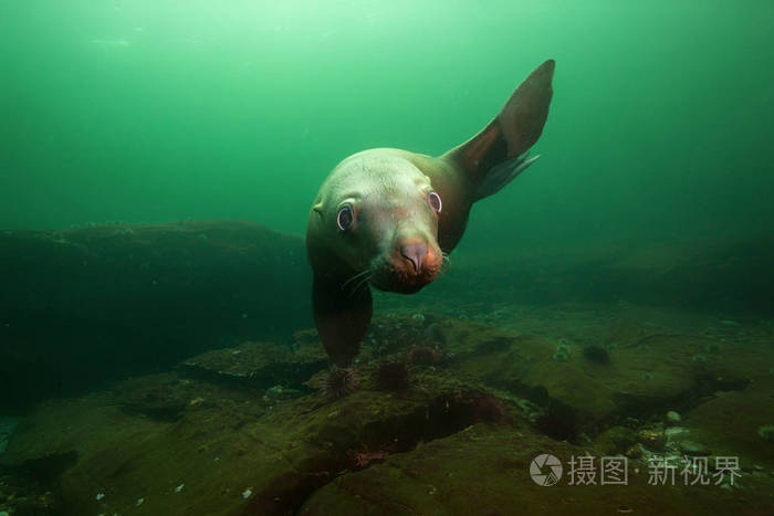 海狮在海洋