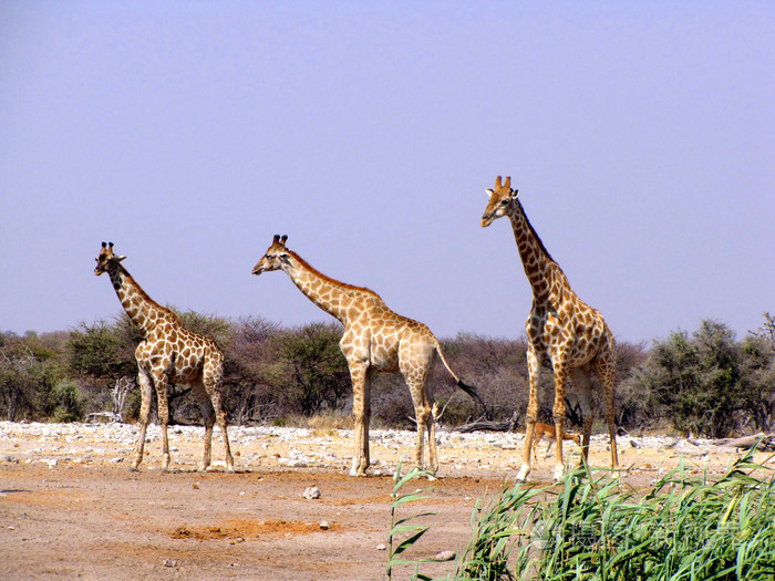 长颈鹿giraffe的名词复数