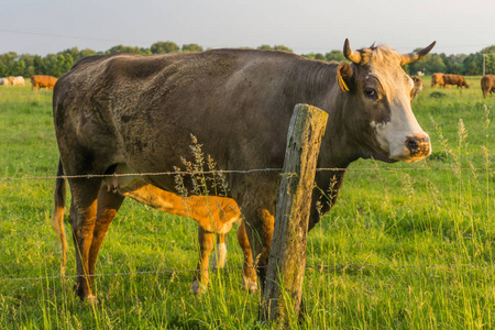 牛日出在草地上的牛