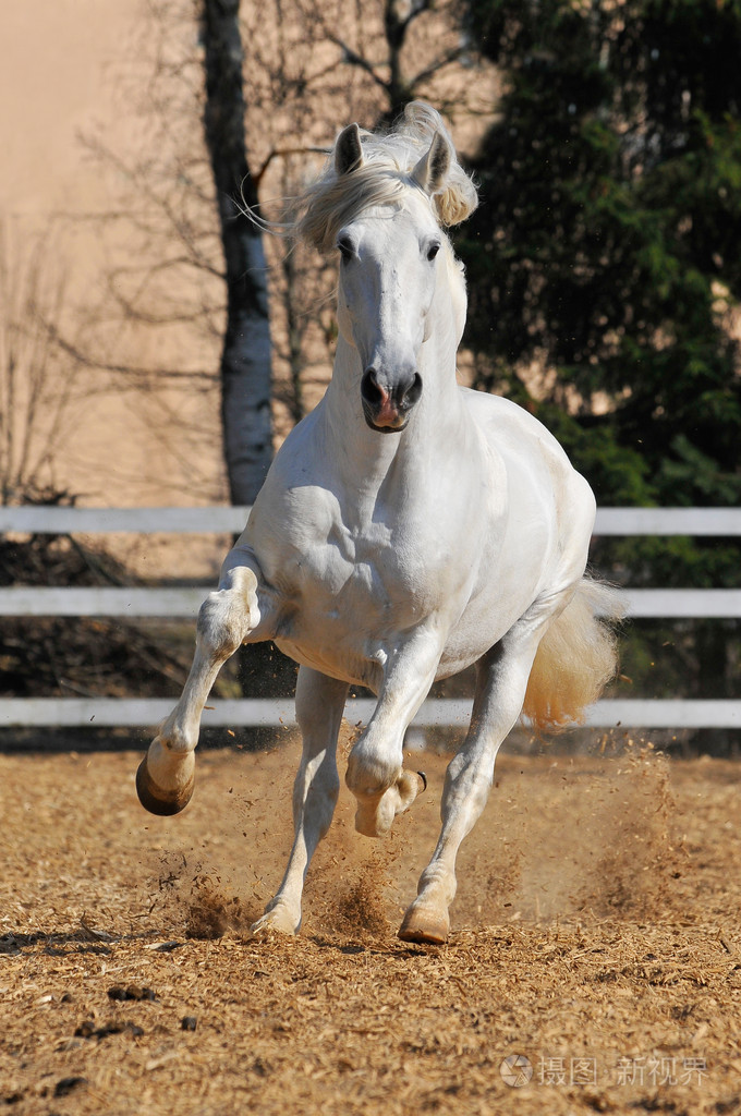 白马奔跑在尘土中