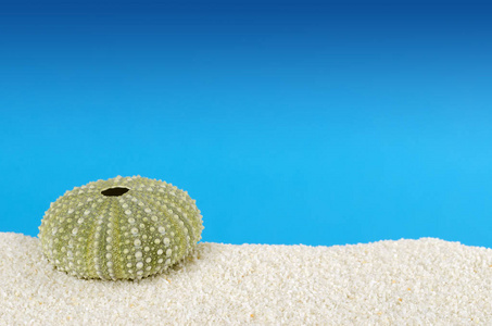 绿色海胆壳，白砂，蓝色背景