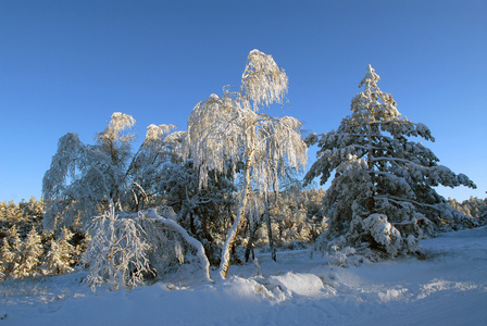 冬霜中的桦树